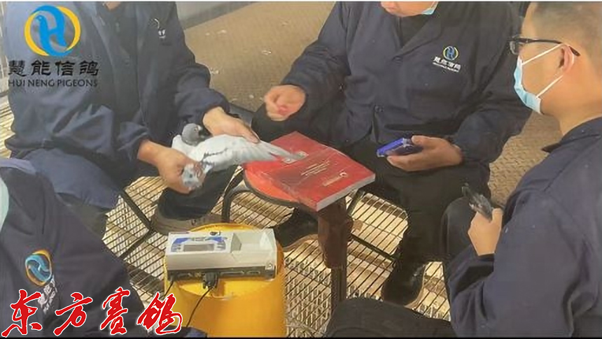 21年惠能秋棚决赛获奖鸽照片,慧能信鸽秋棚直播
