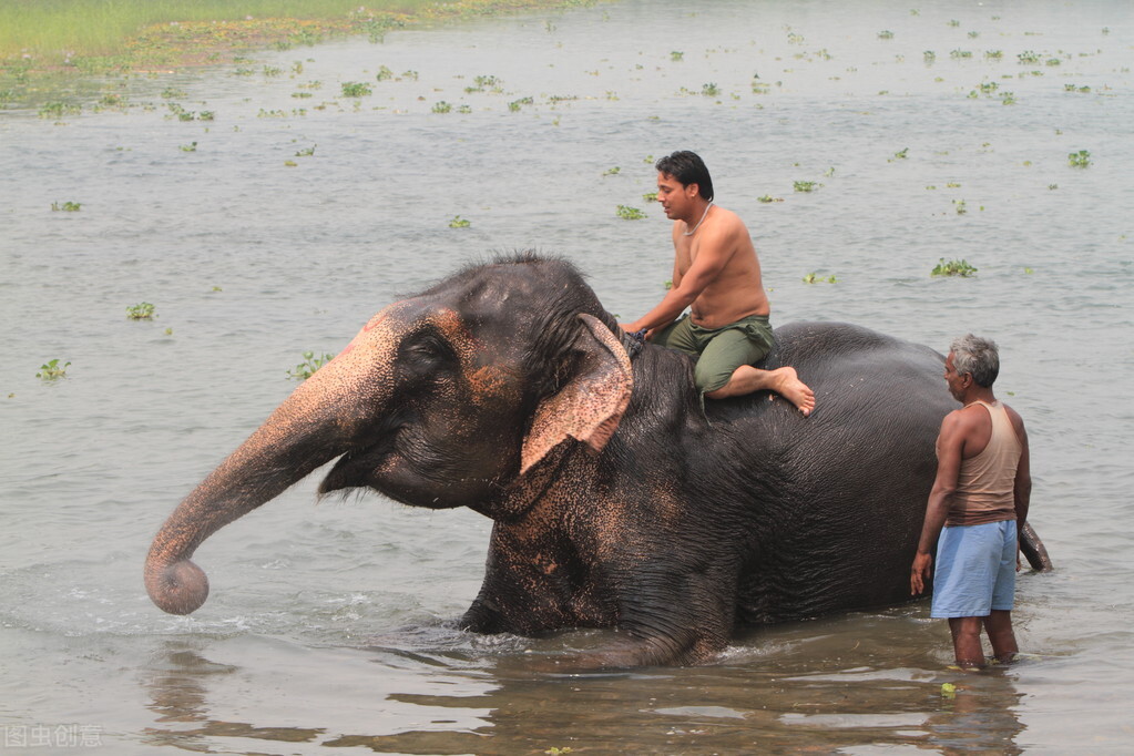 世界各国最稀有的国宝,100个国家国宝动物