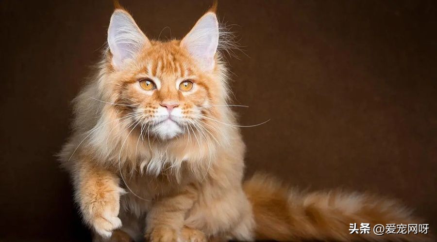 玳瑁猫咪是什么品种,猫咪品种大全及图片