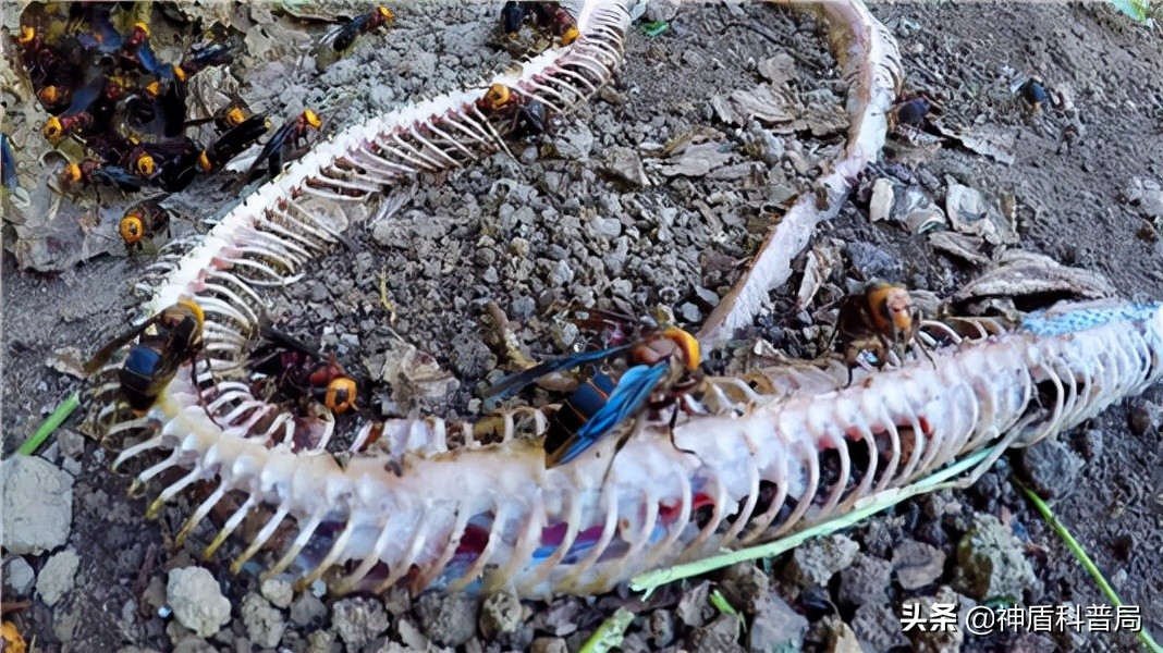 入侵海外的魔王，竟是云南人的宠物？三针能蛰死牛还被大量养殖