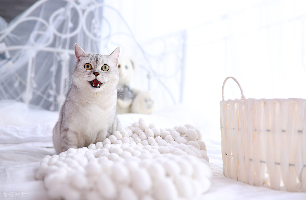 猫咪罐头哪些好,猫咪吃什么样的猫罐头比较好