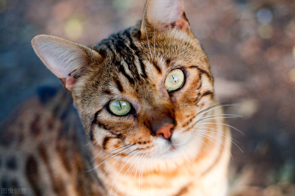 猫咪咳嗽流鼻涕打喷嚏吃什么药,猫咪咳嗽鼻子流鼻涕宠物医院