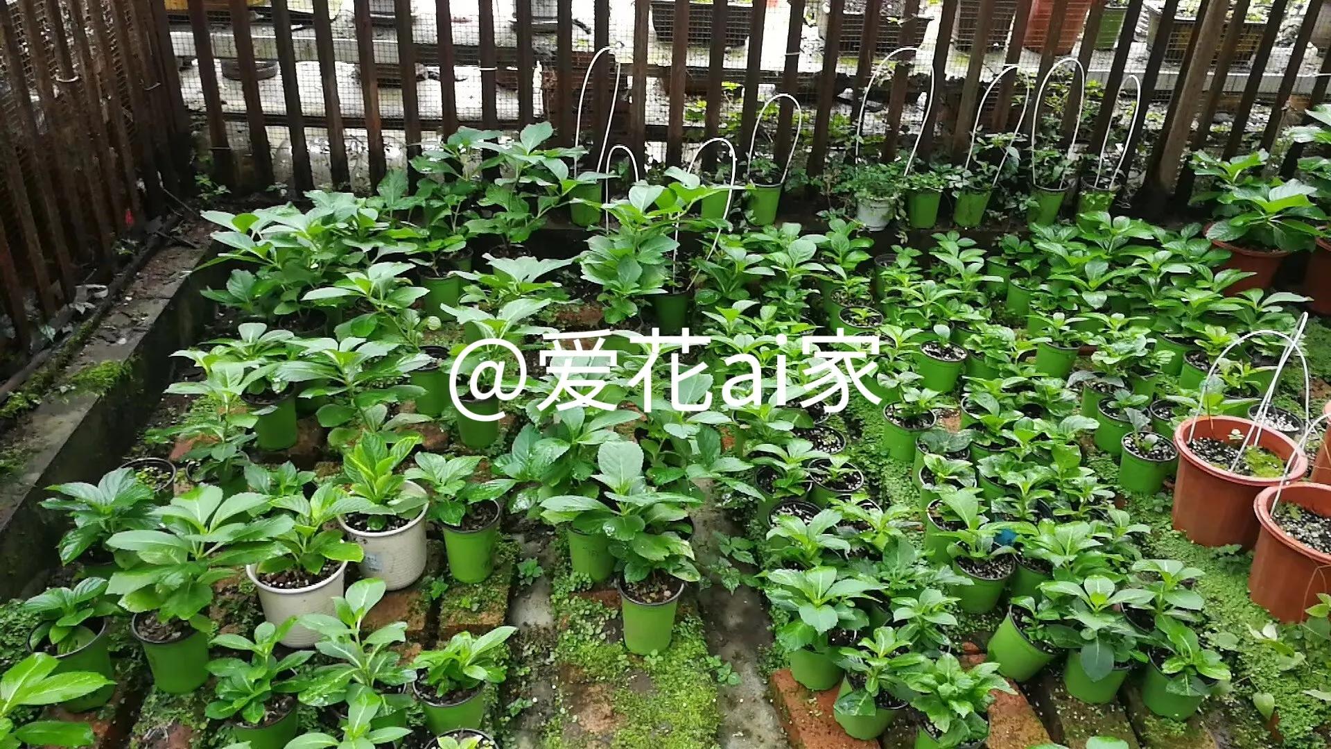 我怀疑这是我老公为了阻止我买花的阴谋