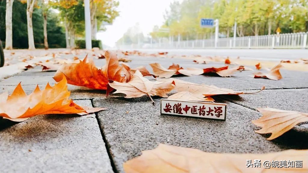 安徽大学好看的风景,高校最美秋景