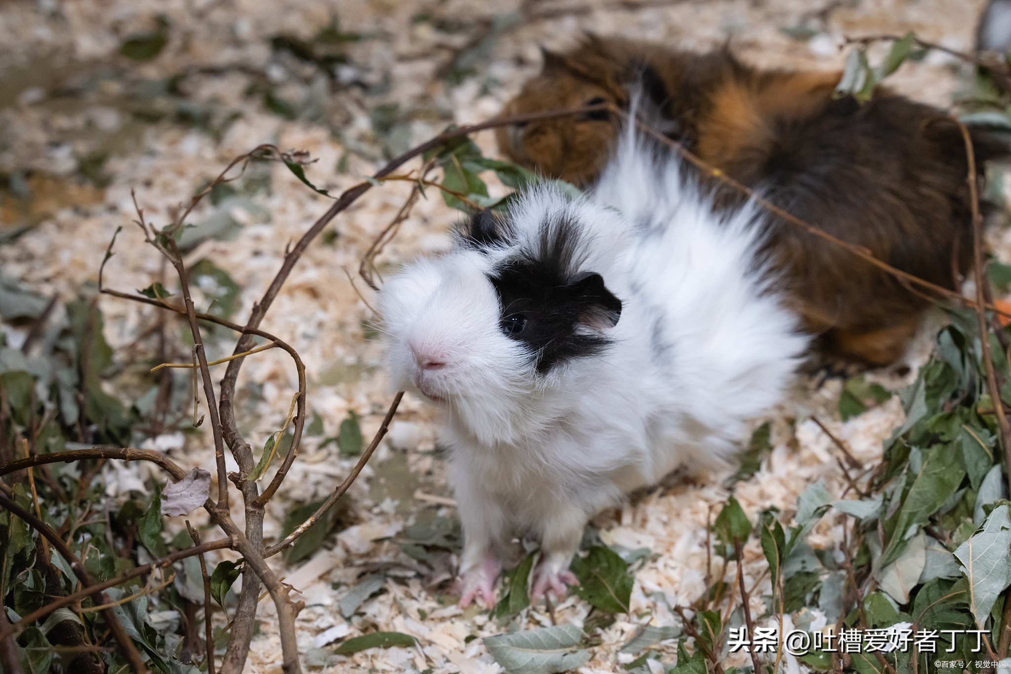 打了荷兰猪会怎么样,荷兰猪被揍了以后会记仇吗