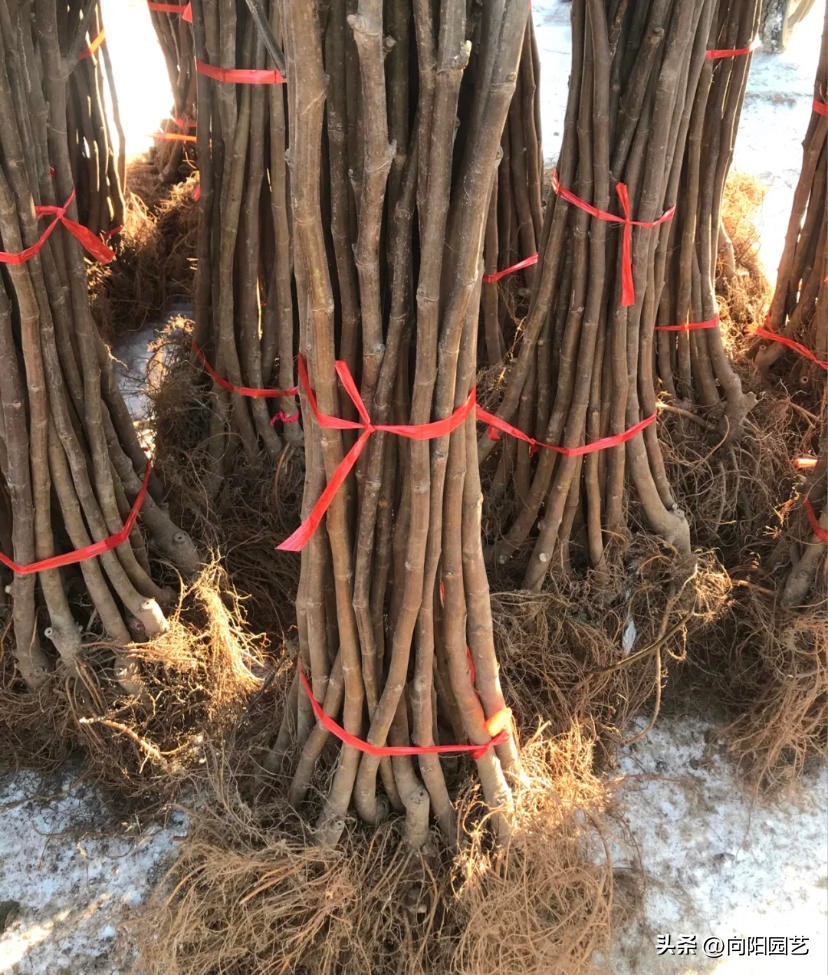 网上为什么很多果树苗都是假的,网上买果树苗哪里的假苗最多