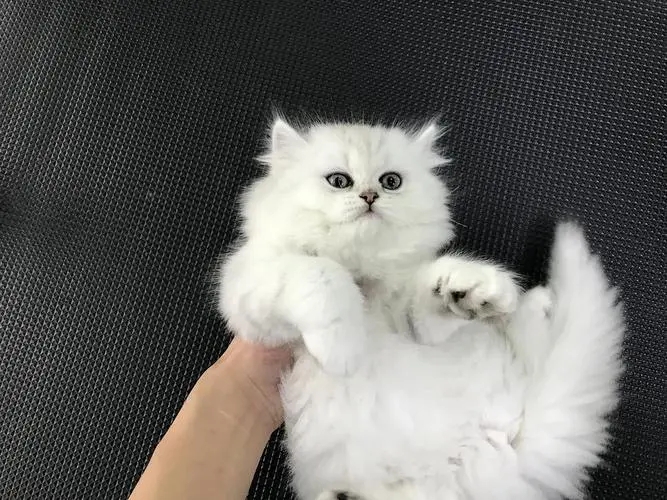 怎么判断金吉拉纯不纯,买金吉拉要到什么地方