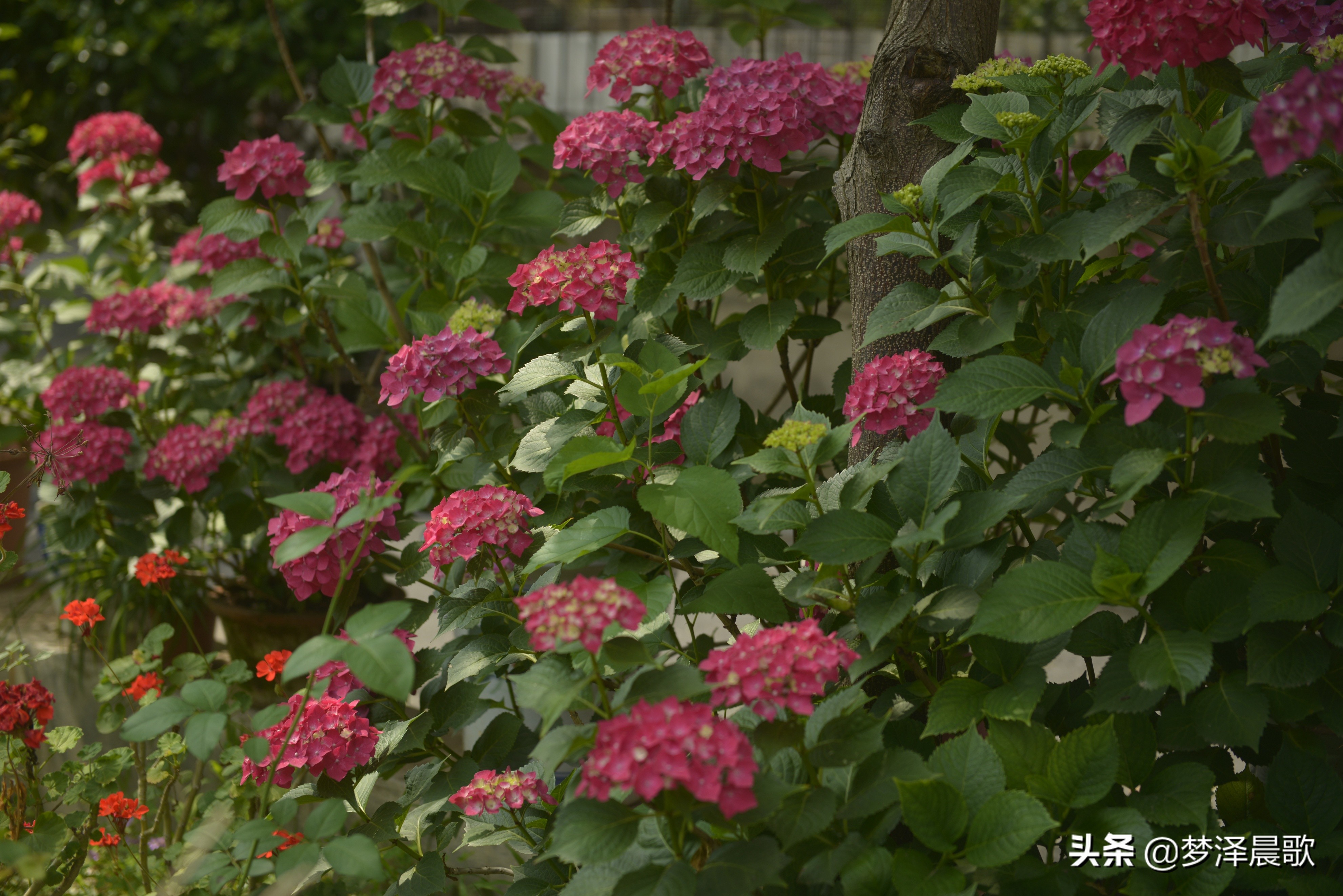 绣球花季不可错过的风景,满山遍野绣球花开惹人醉