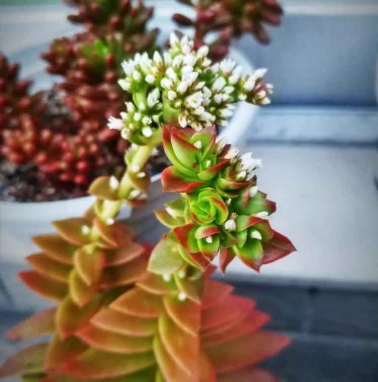 100种好看的多肉植物,50多种多肉品种大全