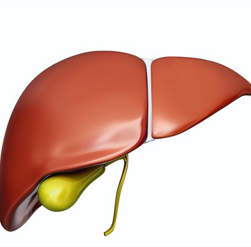 乙肝小三阳转氨酶升高,小三阳转氨酶正常会肝硬化吗