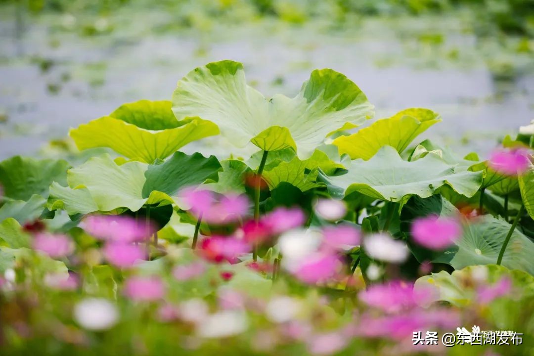 荷花开了夏天到了,荷花开了夏天又来了