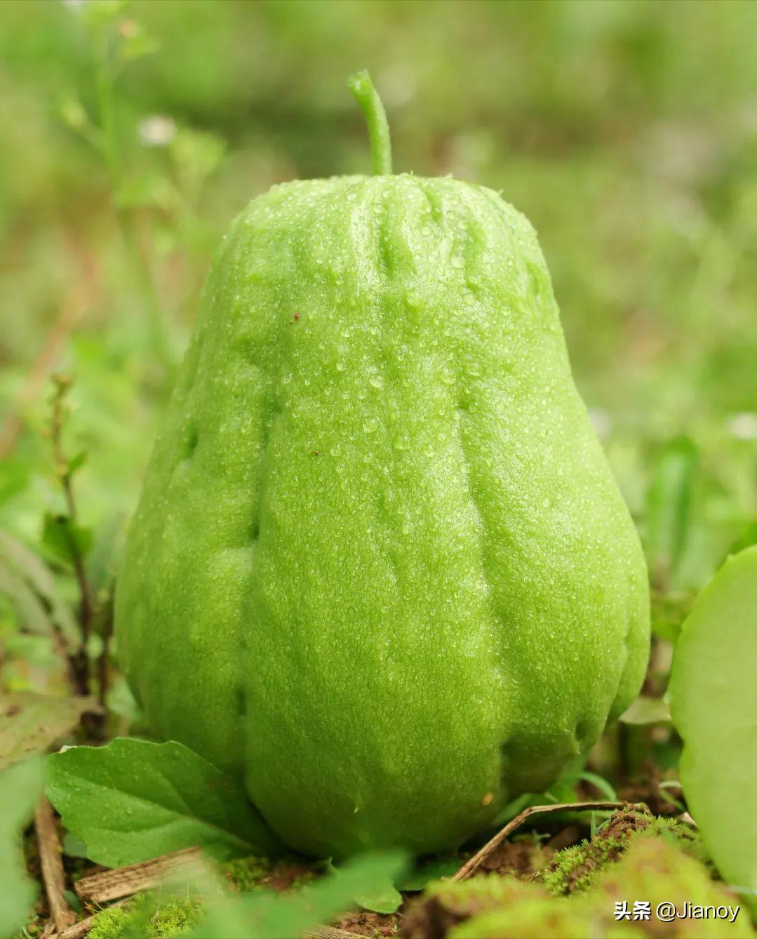 佛手瓜如何吃比较有营养,佛手瓜怎样吃最有营养