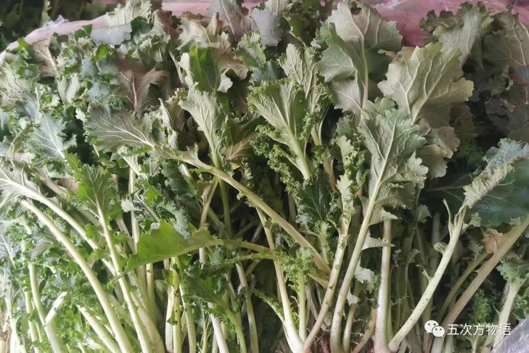 中国白菜种子,中国白菜最有名