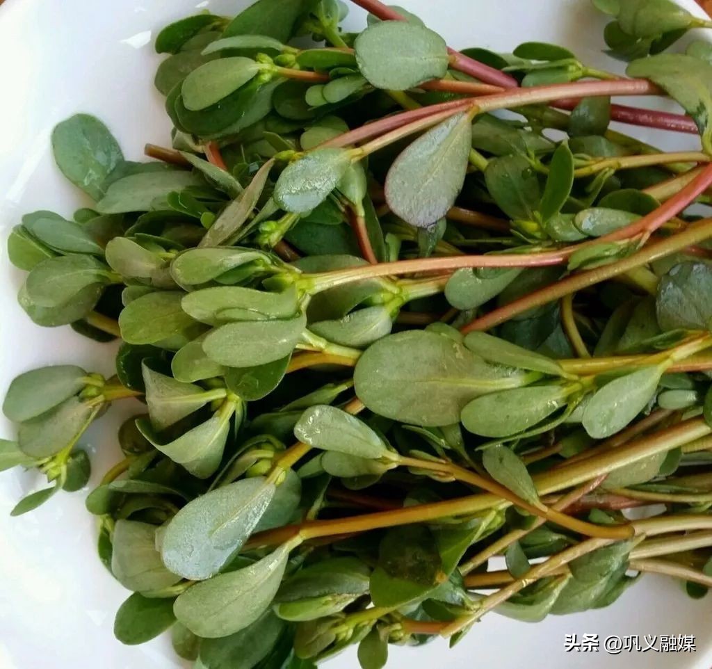 河南巩义的野菜大全,巩义四月份的山间野菜