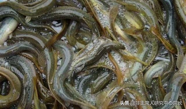 最适合男人吃的10种食物,这5种食物专属于男人