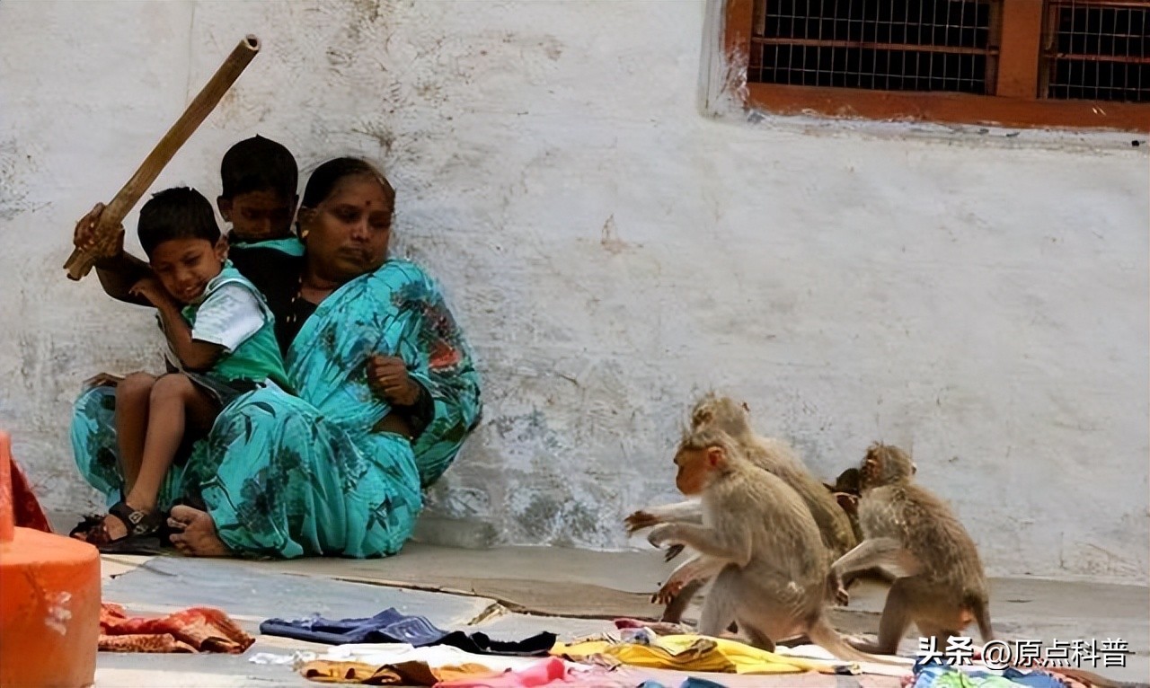 印度泛滥成灾的七大动物，自己不敢吃，想让中国当接盘侠