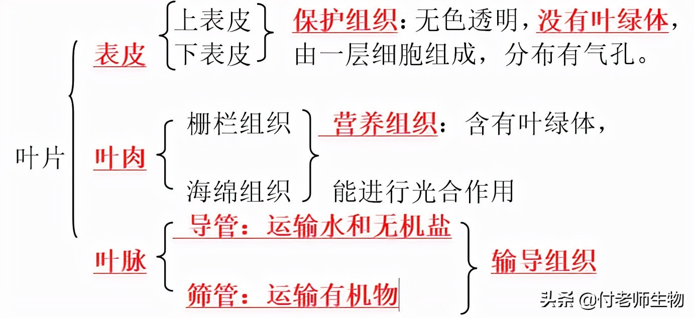 初中生物七年级上册人教版,初中生物七年级上册实验视频