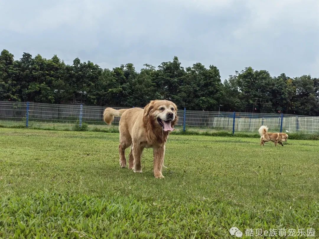 酷贝现在怎样了,你踩过坑吗测试
