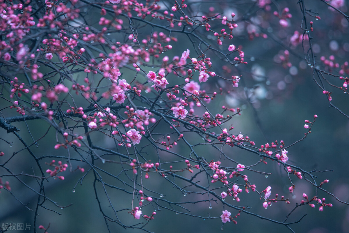 10首春日诗词带来满满的春日希望,意境唯美的春日诗词