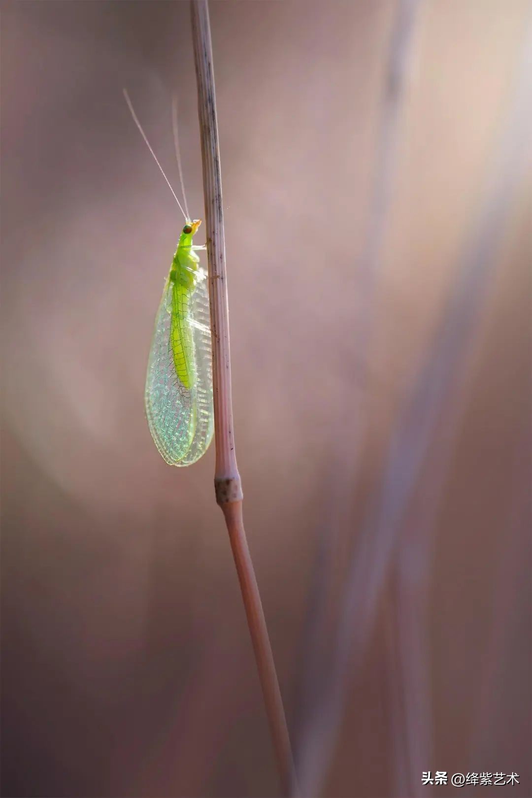 微距镜头之下的苍蝇,苍蝇微距拍摄