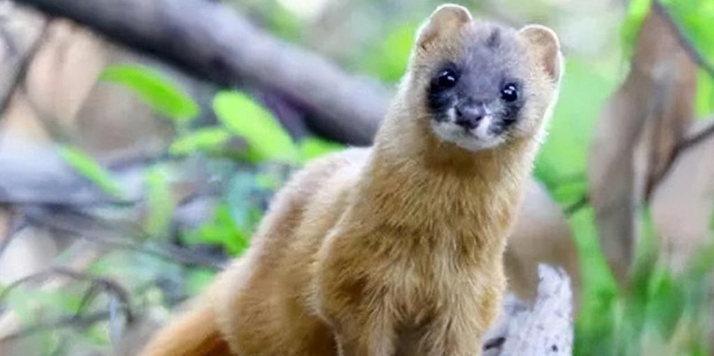 为啥有一代人说黄鼠狼不能吃,李时珍讲不吃黄鼠狼的原因