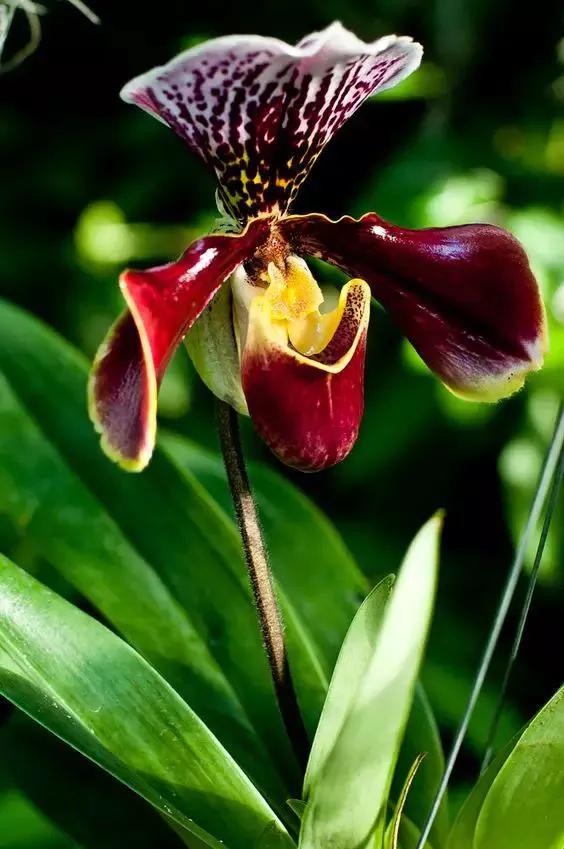 十种最有名的兰花图片,最美的100种兰花图片