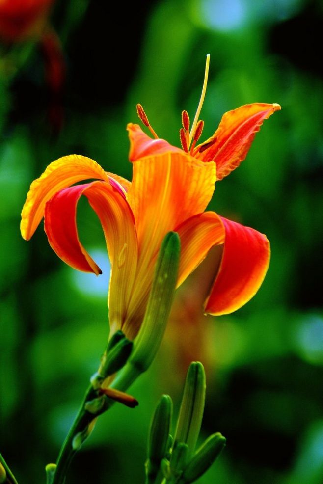 春游观赏的花有哪些,春天赏花什么花好看