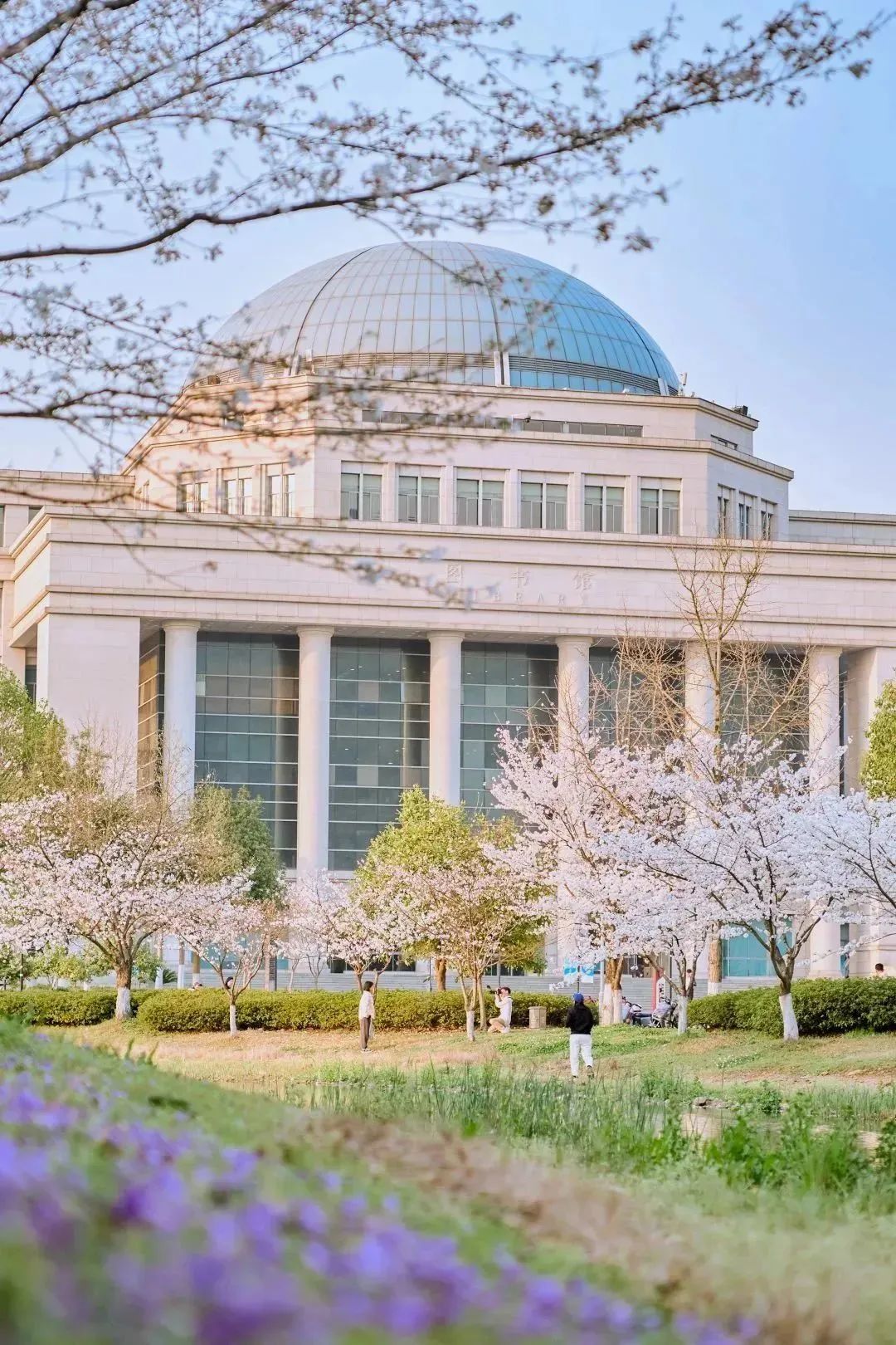 雨樱也浪漫！浙工大美美美！