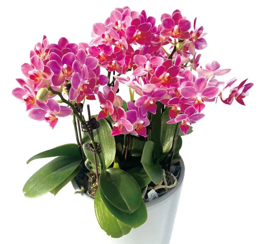 围炉煮茶，让山东好物带你感受冬日专属浪漫！