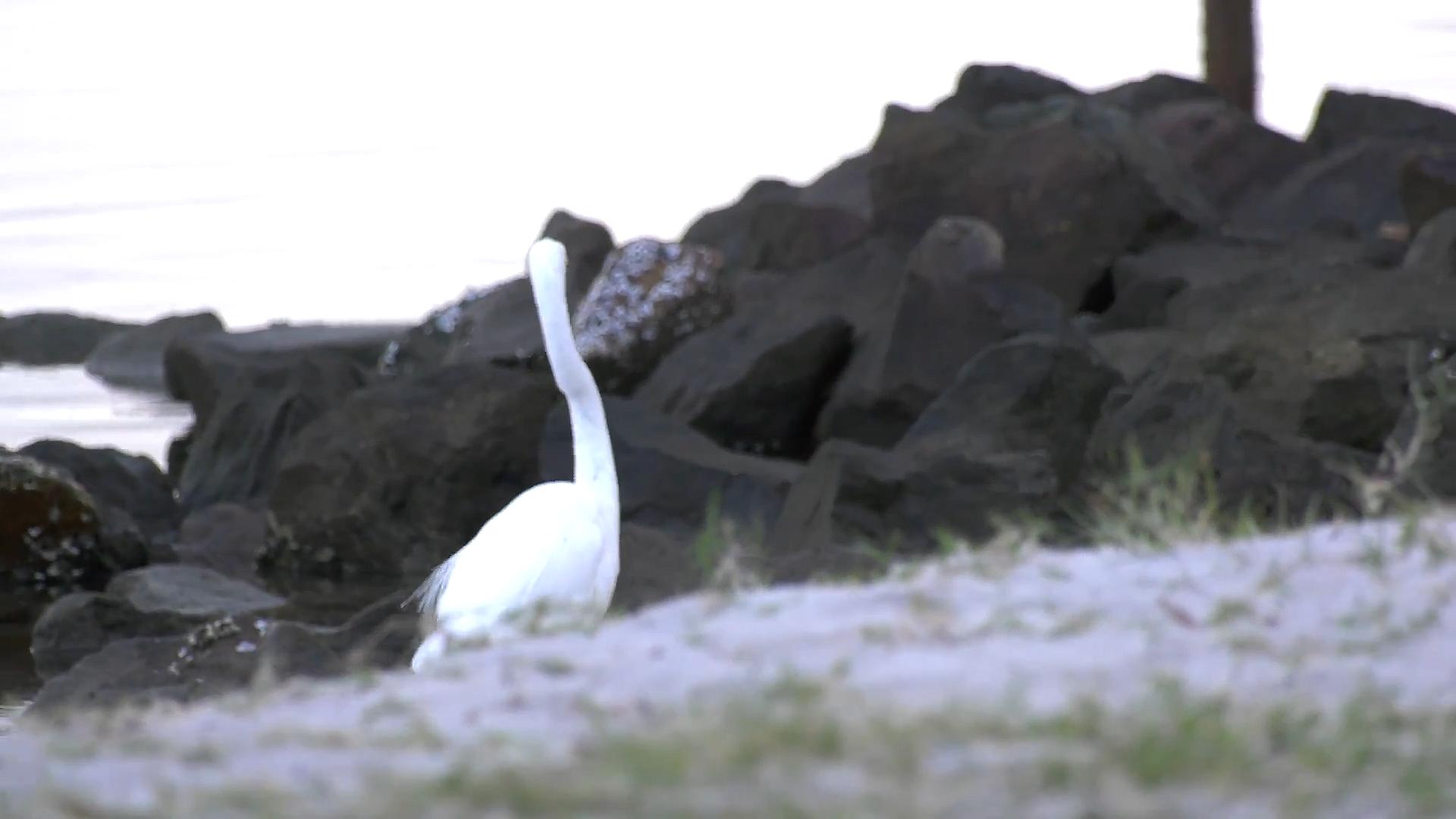 澳洲大蜈蚣有多大,澳大利亚的巨型蜈蚣