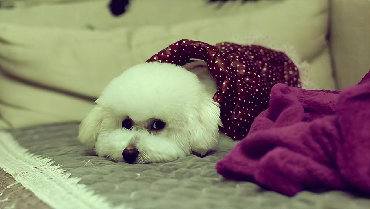 比熊拉了很多虫是什么情况,比熊要驱虫的表现是什么