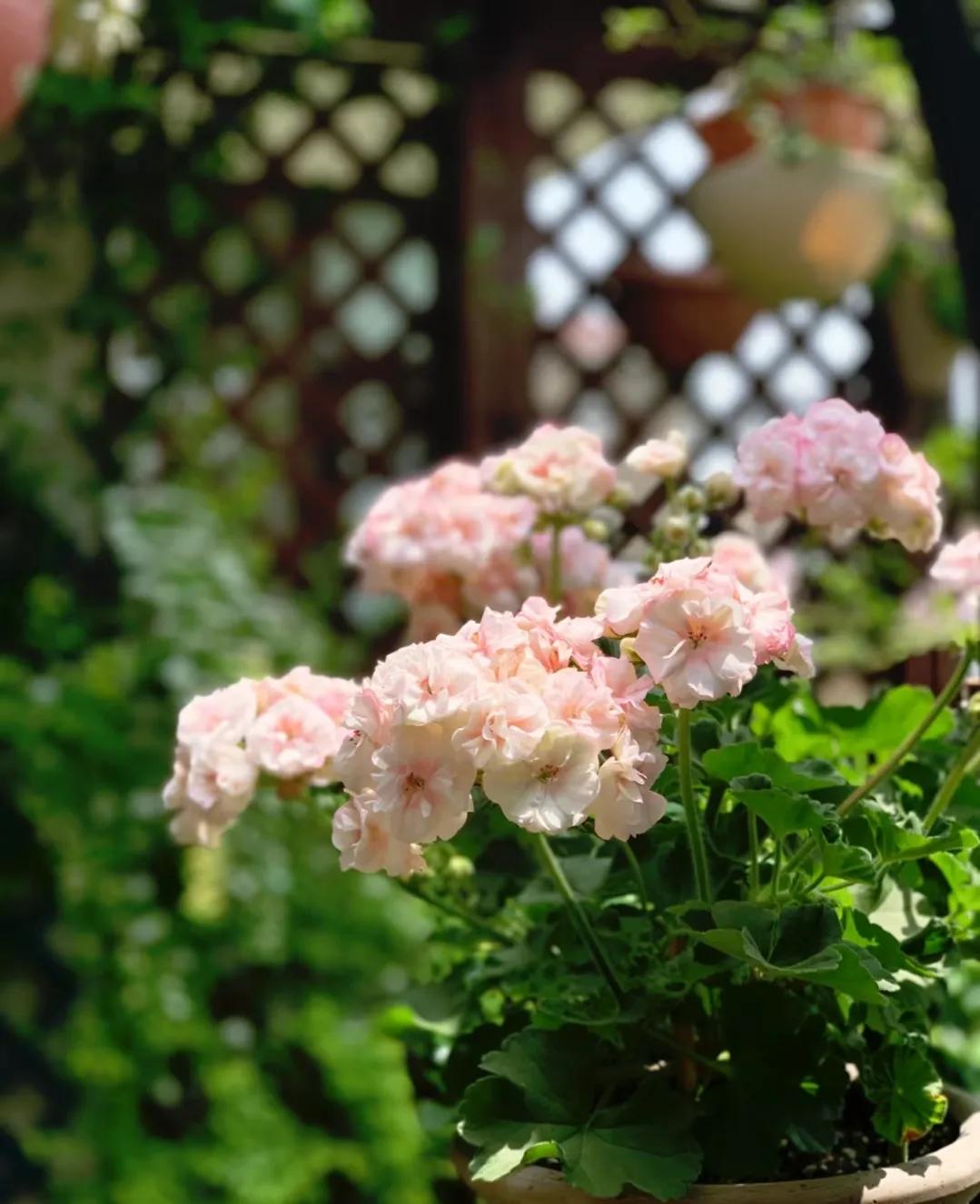 90后将天台改造成空中花园,90后姑娘回家改造楼顶花园