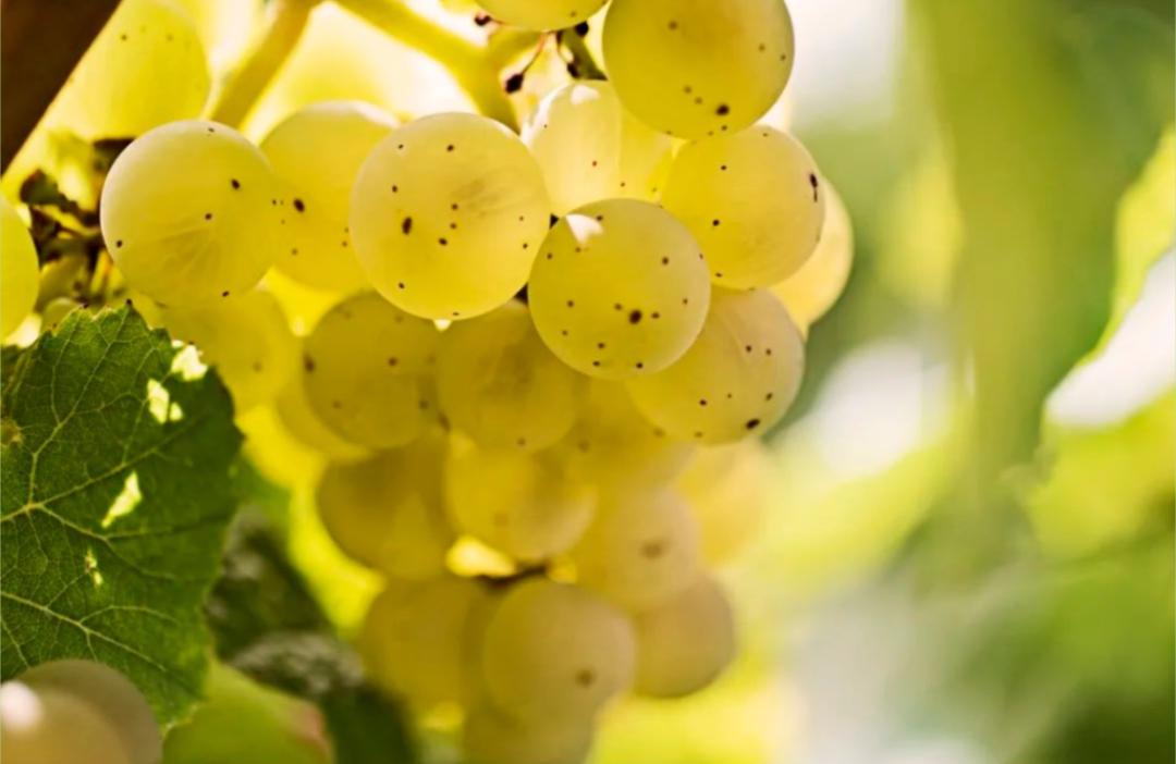 雷司令生日,雷司令2017