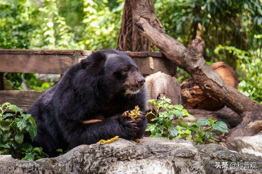 黑龙江两头黑熊,户外偶遇跟踪的黑熊该如何应对