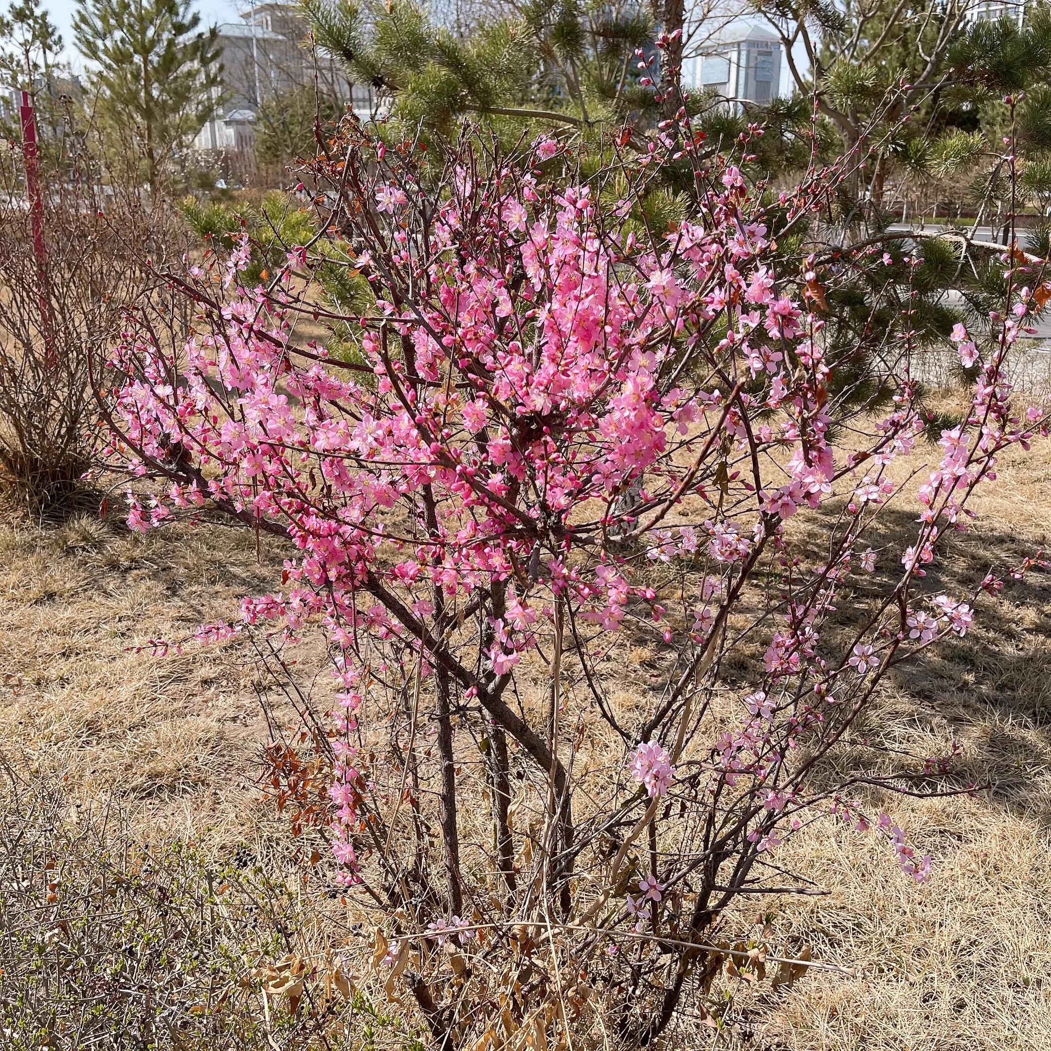 清明寄思亲风卷灰焰高仿佛遥感应远望寻安慰元姆