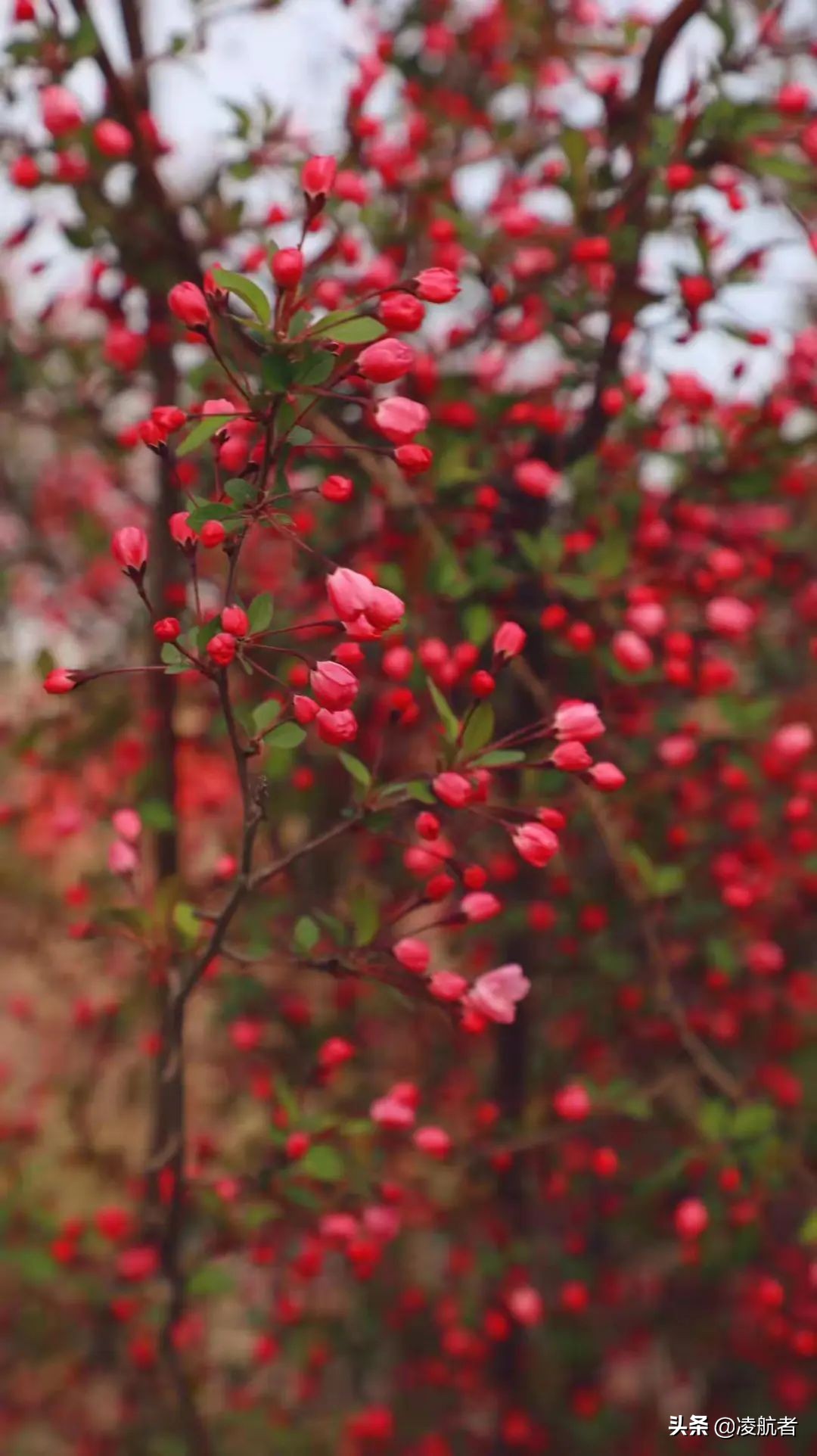 共赴春之约携手新征程,共赴春天之约携手砥砺前行