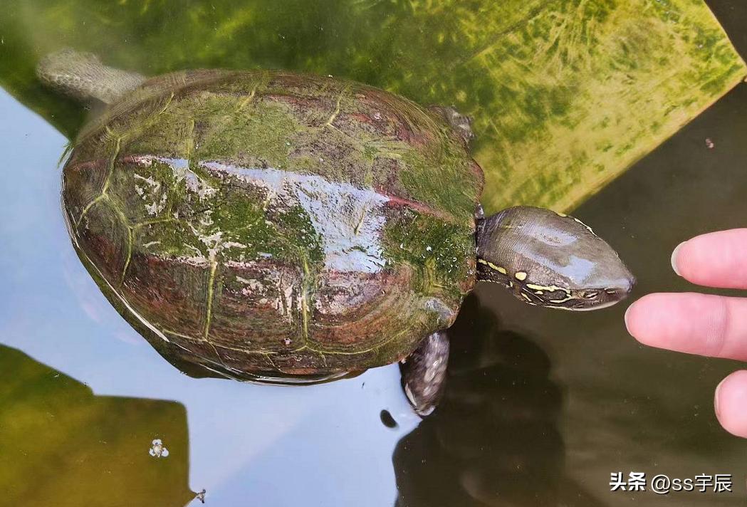养殖龟与野生龟区别,怎么辨别野生龟和家养龟