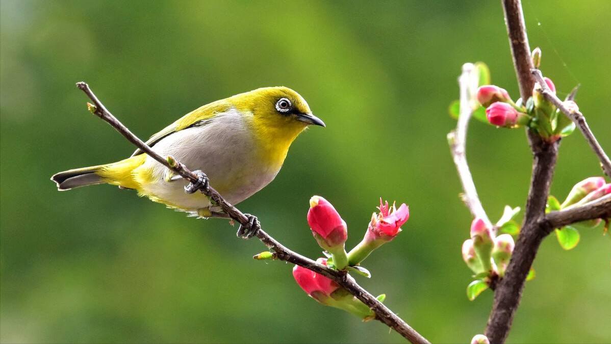 12首关于春风的小诗，浴春风十里，享万般情思