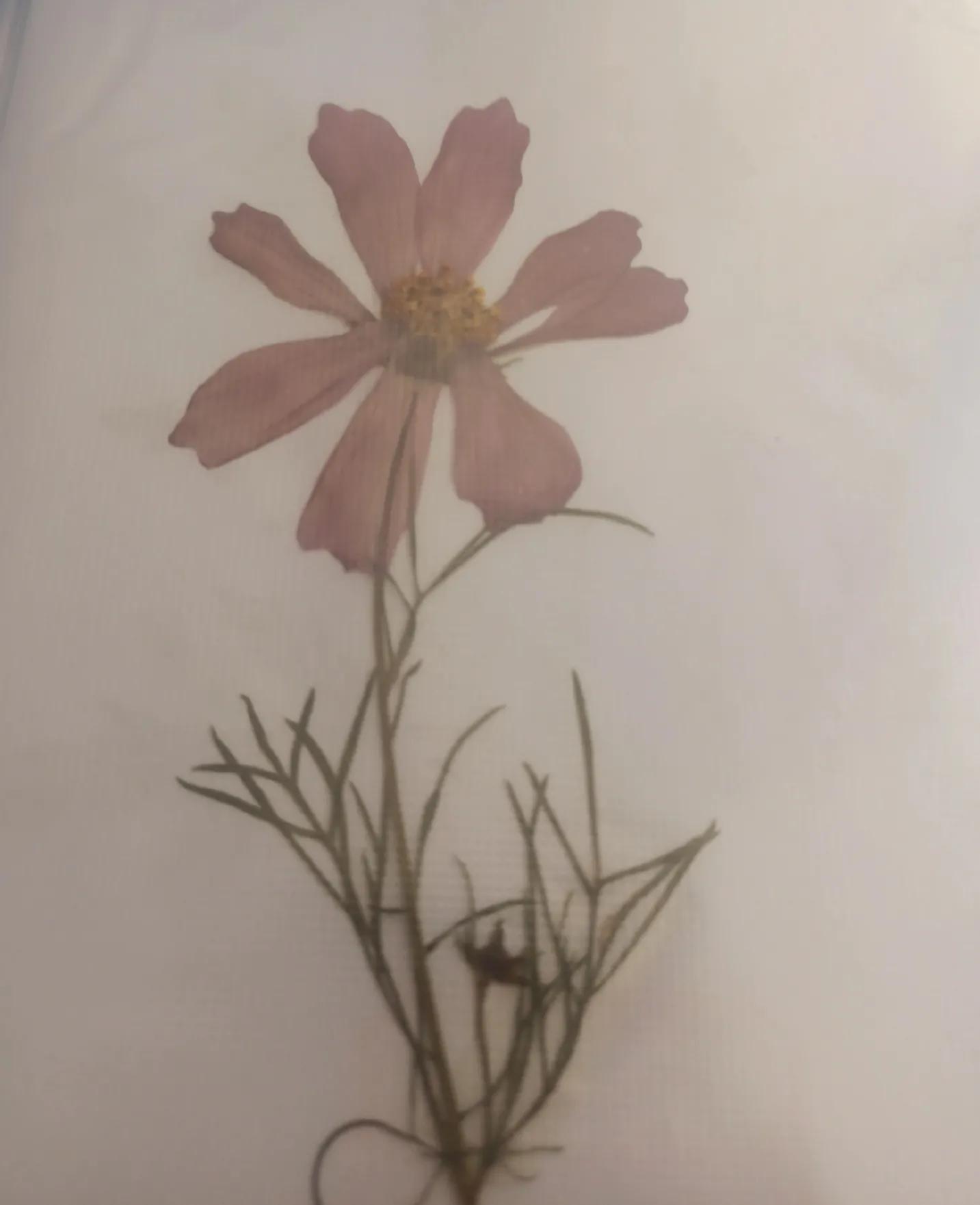 植物标本简单记录,常见却不普通的植物标本