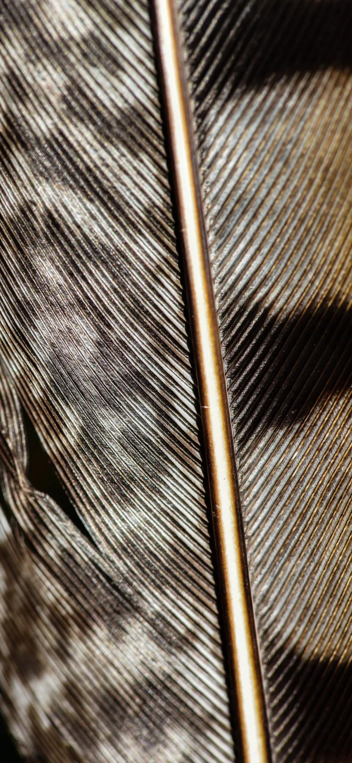 漂亮的羽毛手机壁纸,漂亮的羽毛壁纸手机超清