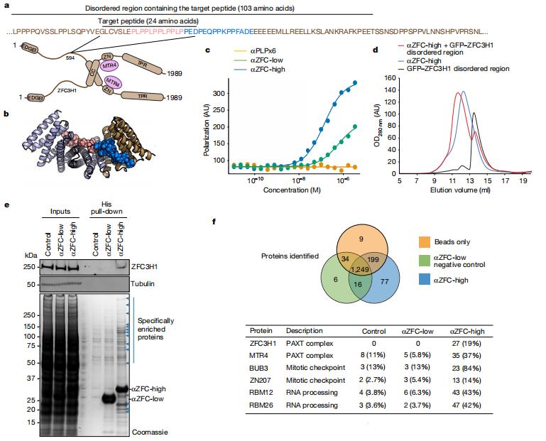 DavidBaker研发蛋白设计新方法，有望开发为识别任意短肽通用平台
