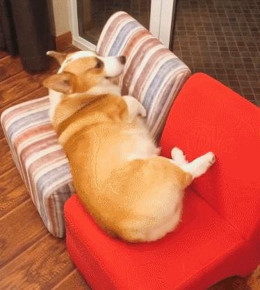 狗界最能吃的狗,狗界中最能吃的狗