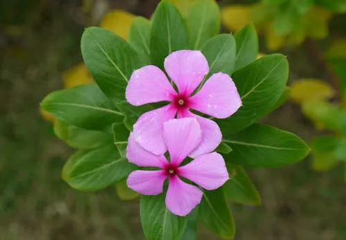 促花神器磷酸二氢钾,促花用花多多好还是磷酸二氢钾好