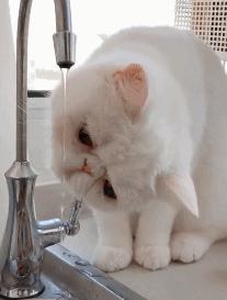 新手养猫可以养加菲猫吗,养加菲猫的十大缺点