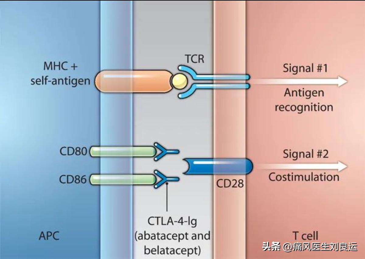 治疗痛风的生物制剂,治疗痛风的药能长期吃吗