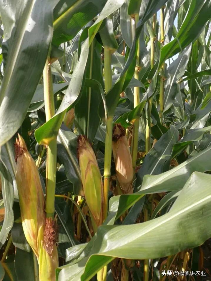 他亩产1300斤玉米，我的1800斤，高温导致减产，我的抗高温还高产