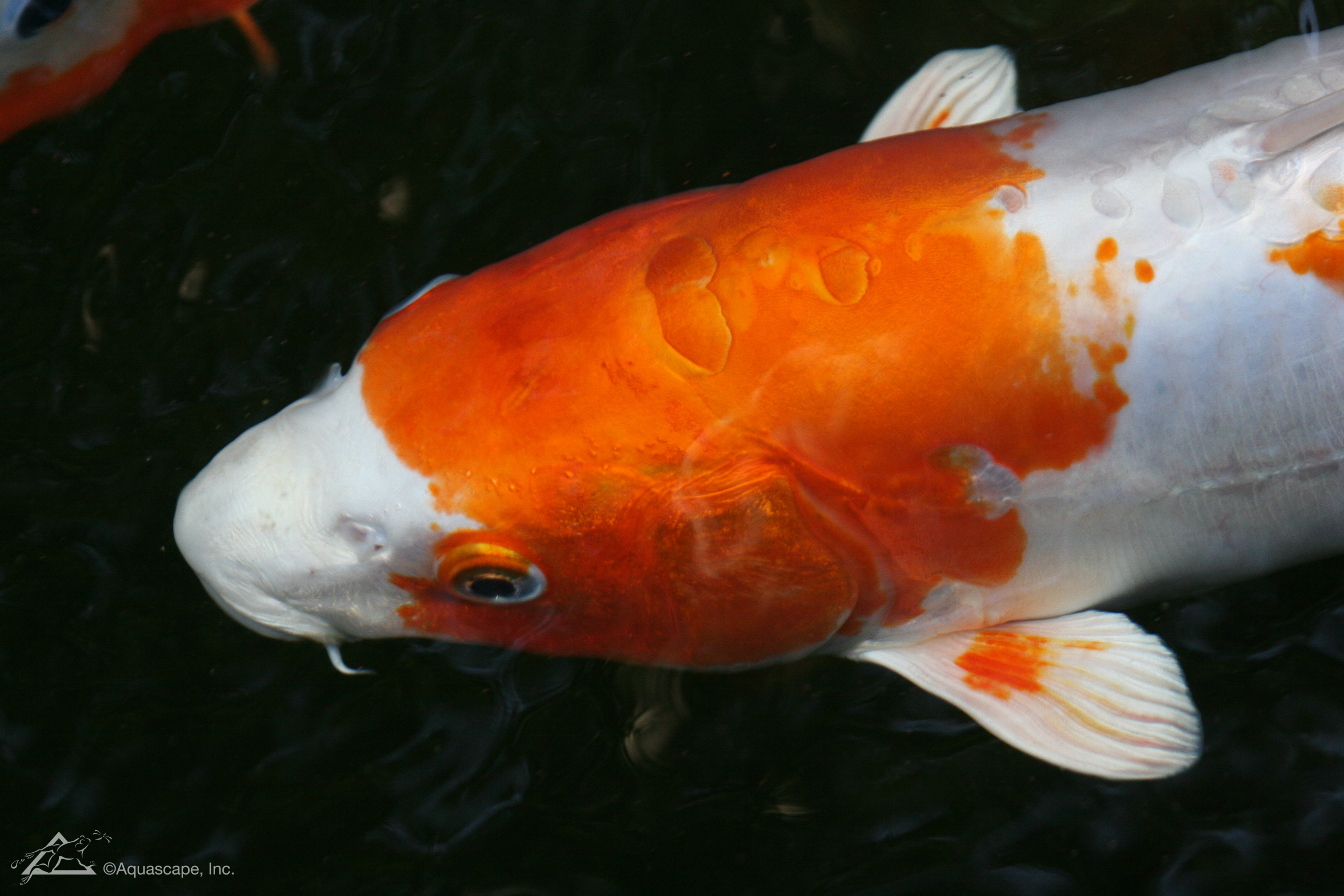 鱼池养锦鲤鱼的技巧和方法,新鱼池锦鲤鱼饲养方法