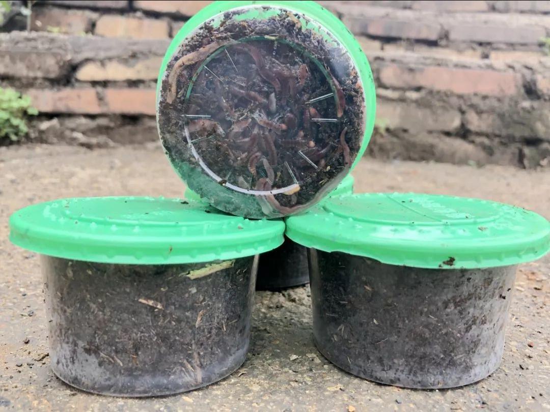 用什么来诱捕野生蚯蚓,电捕野生蚯蚓为什么禁止