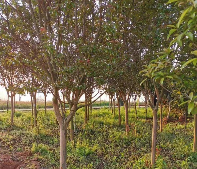 最近苗木行情走势,最近几年最新品种的苗木价格