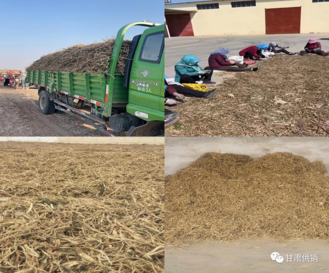 茴香根变废为宝促进群众多元化增收